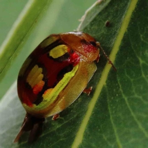 Paropsisterna gloriosa at Yarralumla, ACT - 28 Jan 2022