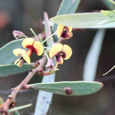 Daviesia mimosoides (Bitter Pea) at Blue Gum Point to Attunga Bay - 27 Jan 2022 by ConBoekel