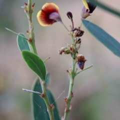 Daviesia mimosoides at Yarralumla, ACT - 28 Jan 2022