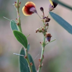 Daviesia mimosoides at Yarralumla, ACT - 28 Jan 2022 09:42 AM