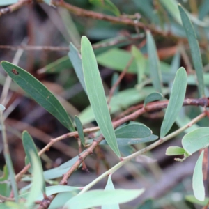 Daviesia mimosoides at Yarralumla, ACT - 28 Jan 2022 09:42 AM