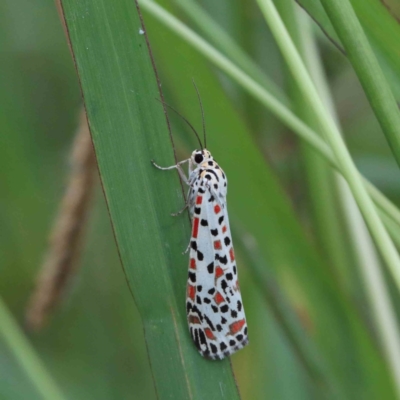 Utetheisa (genus) (A tiger moth) at Yarralumla, ACT - 27 Jan 2022 by ConBoekel