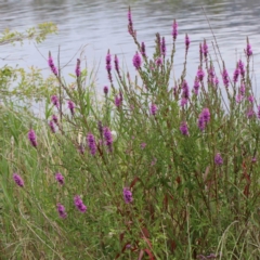 Lythrum salicaria (Purple Loosestrife) at Lake Burley Griffin West - 27 Jan 2022 by ConBoekel