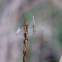 Mutusca brevicornis (A broad-headed bug) at Lake Burley Griffin West - 28 Jan 2022 by ConBoekel