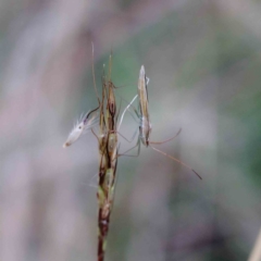 Mutusca brevicornis (A broad-headed bug) at Lake Burley Griffin West - 27 Jan 2022 by ConBoekel