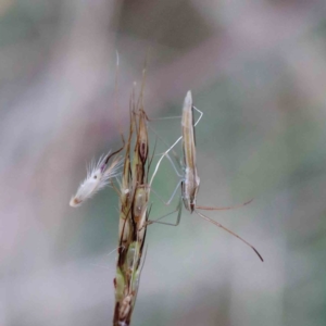 Mutusca brevicornis at Yarralumla, ACT - 28 Jan 2022