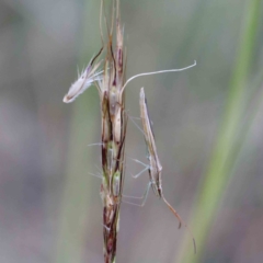 Mutusca brevicornis at Yarralumla, ACT - 28 Jan 2022