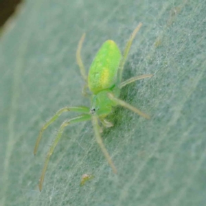 Araneus circulissparsus (species group) at Yarralumla, ACT - 28 Jan 2022