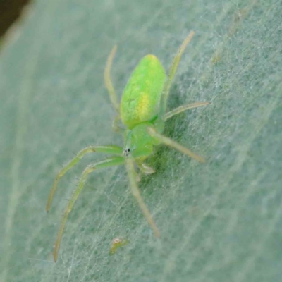 Araneus circulissparsus (species group) (Speckled Orb-weaver) at Blue Gum Point to Attunga Bay - 27 Jan 2022 by ConBoekel