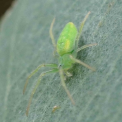 Araneus circulissparsus (species group) at Yarralumla, ACT - 28 Jan 2022