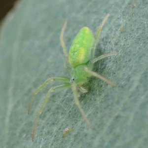 Araneus circulissparsus (species group) at Yarralumla, ACT - 28 Jan 2022