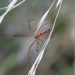 Tetragnatha sp. (genus) (Long-jawed spider) at Lake Burley Griffin West - 27 Jan 2022 by ConBoekel