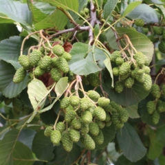 Alnus glutinosa (Black Alder) at Blue Gum Point to Attunga Bay - 27 Jan 2022 by ConBoekel