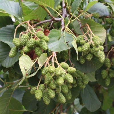 Alnus glutinosa (Black Alder) at Lake Burley Griffin West - 27 Jan 2022 by ConBoekel