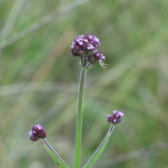 Verbena incompta (Purpletop) at Blue Gum Point to Attunga Bay - 28 Jan 2022 by ConBoekel