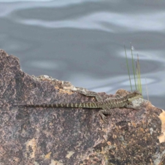 Intellagama lesueurii howittii (Gippsland Water Dragon) at Lake Burley Griffin West - 28 Jan 2022 by ConBoekel