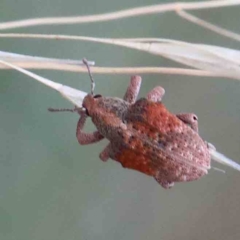 Gonipterus scutellatus (Eucalyptus snout beetle, gum tree weevil) at Lake Burley Griffin West - 27 Jan 2022 by ConBoekel