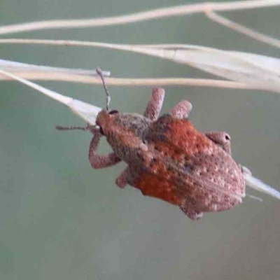 Gonipterus scutellatus (Eucalyptus snout beetle, gum tree weevil) at Lake Burley Griffin West - 28 Jan 2022 by ConBoekel