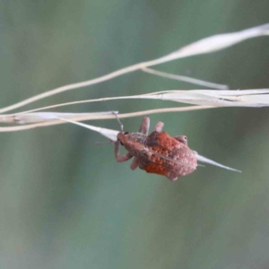 Gonipterus scutellatus at Yarralumla, ACT - 28 Jan 2022 10:54 AM