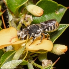 Megachile sp. (Leafcutter, resin or mortar bee) at Acton, ACT - 31 Jan 2022 by Roger