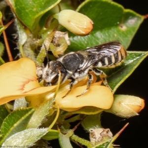 Megachile sp. at Acton, ACT - 31 Jan 2022
