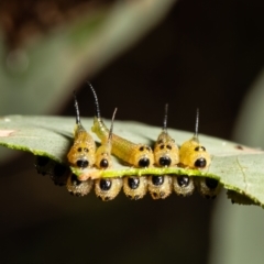 Lophyrotoma interrupta (Cattle Poisoning Sawfly) at Aranda Bushland - 30 Jan 2022 by Roger