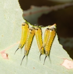 Lophyrotoma interrupta at Molonglo Valley, ACT - 31 Jan 2022