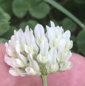 Trifolium repens at Garran, ACT - 31 Jan 2022 02:41 PM