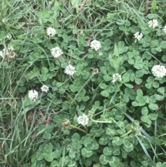 Trifolium repens at Garran, ACT - 31 Jan 2022