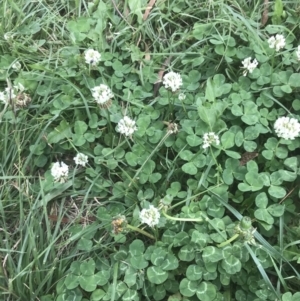 Trifolium repens at Garran, ACT - 31 Jan 2022