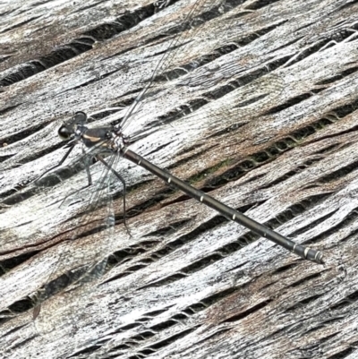 Unidentified Damselfly (Zygoptera) at Paddys River, ACT - 30 Jan 2022 by WindyHen