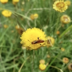 Labium sp. (genus) (An Ichneumon wasp) at Weston, ACT - 30 Jan 2022 by AliceH