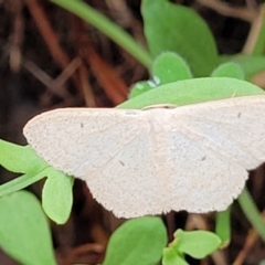 Scopula optivata (Varied Wave) at Molonglo Valley, ACT - 31 Jan 2022 by trevorpreston