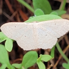 Scopula optivata at Molonglo Valley, ACT - 31 Jan 2022 04:13 PM