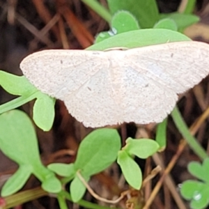 Scopula optivata at Molonglo Valley, ACT - 31 Jan 2022