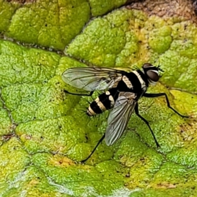 Trigonospila sp. (genus) (A Bristle Fly) at Molonglo Valley, ACT - 31 Jan 2022 by trevorpreston