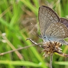 Zizina otis (Common Grass-Blue) at Piney Ridge - 31 Jan 2022 by tpreston