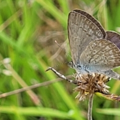 Zizina otis (Common Grass-Blue) at Stromlo, ACT - 31 Jan 2022 by trevorpreston