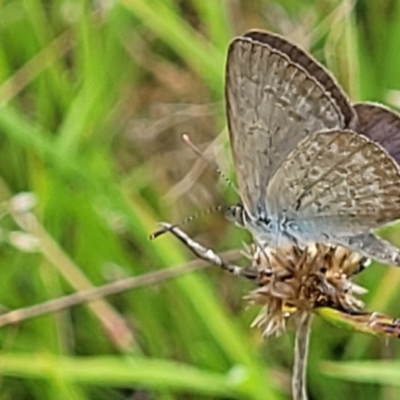 Zizina otis (Common Grass-Blue) at Block 402 - 31 Jan 2022 by trevorpreston