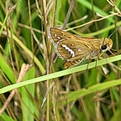 Taractrocera papyria (White-banded Grass-dart) at Piney Ridge - 31 Jan 2022 by tpreston