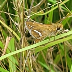 Taractrocera papyria at Stromlo, ACT - 31 Jan 2022