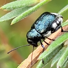 Aporocera (Aporocera) scabrosa (Leaf beetle) at Block 402 - 31 Jan 2022 by trevorpreston