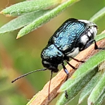 Aporocera (Aporocera) scabrosa (Leaf beetle) at Stromlo, ACT - 31 Jan 2022 by trevorpreston