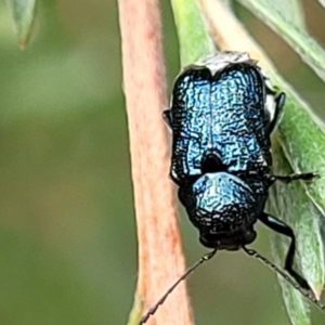 Aporocera (Aporocera) scabrosa at Stromlo, ACT - 31 Jan 2022