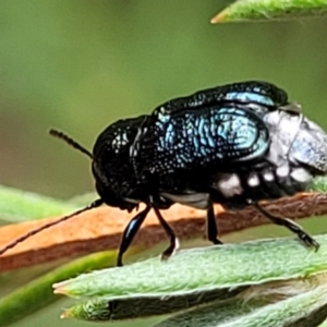 Aporocera (Aporocera) scabrosa at Stromlo, ACT - 31 Jan 2022