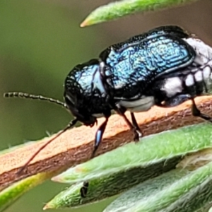 Aporocera (Aporocera) scabrosa at Stromlo, ACT - 31 Jan 2022