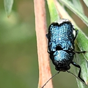 Aporocera (Aporocera) scabrosa at Stromlo, ACT - 31 Jan 2022