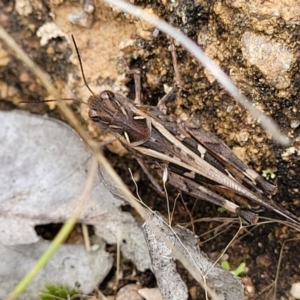 Oedaleus australis at Stromlo, ACT - 31 Jan 2022 04:43 PM