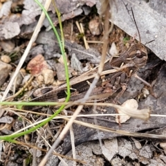 Oedaleus australis at Stromlo, ACT - 31 Jan 2022 04:43 PM