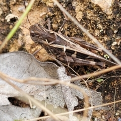 Oedaleus australis at Stromlo, ACT - 31 Jan 2022